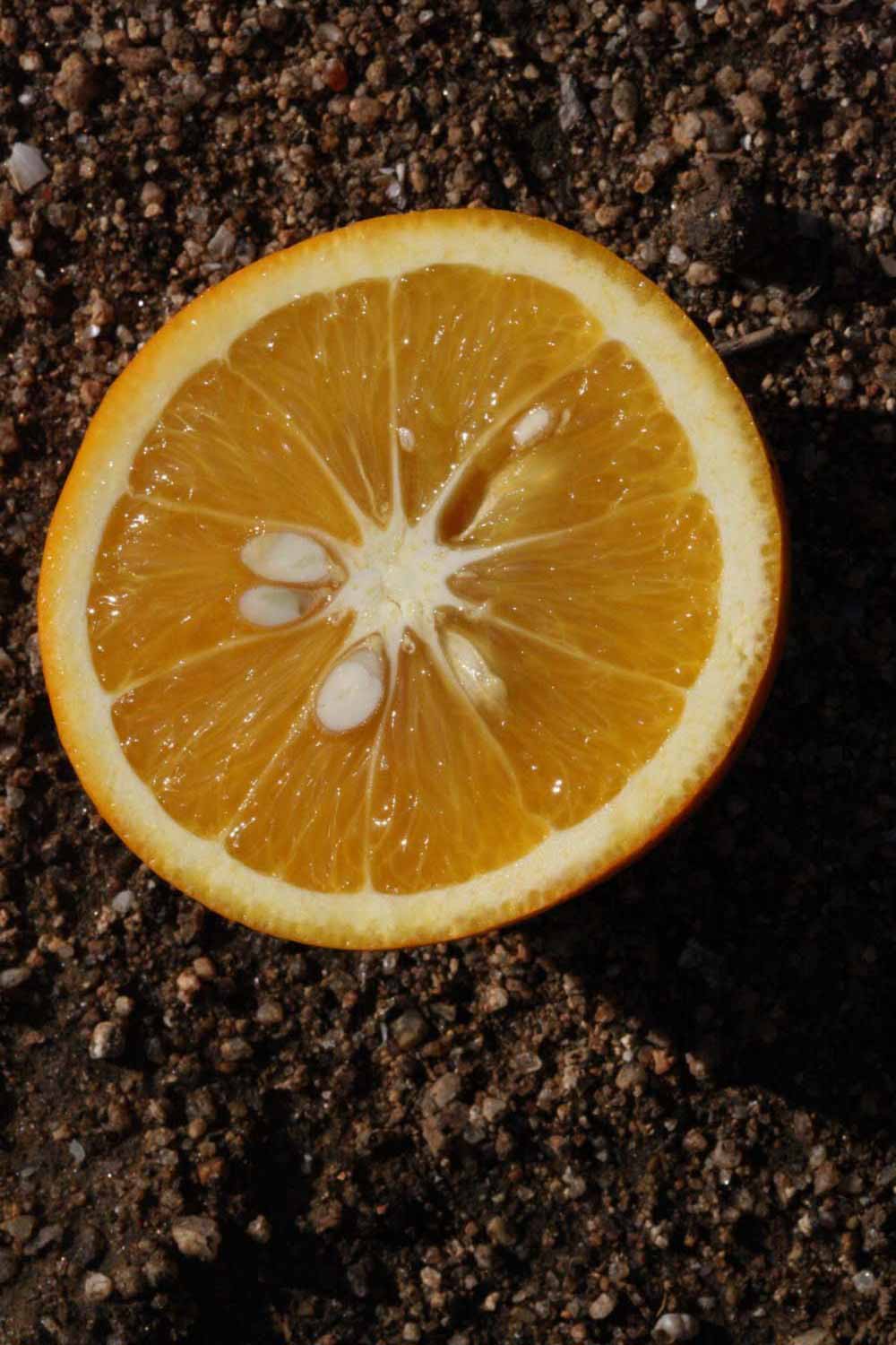            Fruit cross-section (Riverside, CA)   